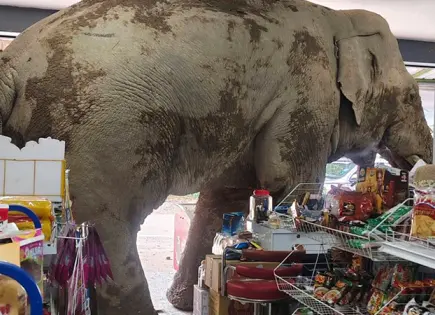 Elefante Salvaje Plai Biang Lek Saquea Tienda en Tailandia
