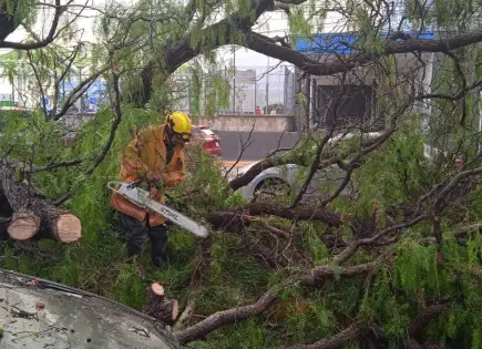 Fotos | Suman 23 árboles caídos tras lluvias en la capital