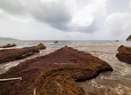 Llegada de sargazo a costas yucatecas preocupa a pescadores Llegada de sargazo a costas yucatecas preocupa a pescadores