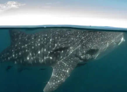 Uno de cada dos tiburones ballena en Bah&iacute;a de La Paz tiene heridas por turismo