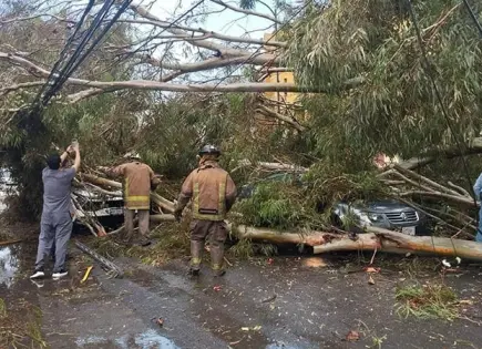 Fotos | Por lluvias, caen 16 árboles y cristales de edificio en Carranza