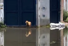 Nadie atiende inundación en Las Mercedes (fotos)