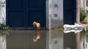 Nadie atiende inundación en Las Mercedes (fotos)