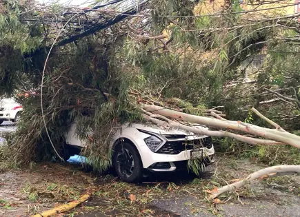 Cierre de vialidades y caídas de árboles en SLP