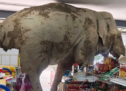 Elefante salvaje asalta una tienda en Tailandia