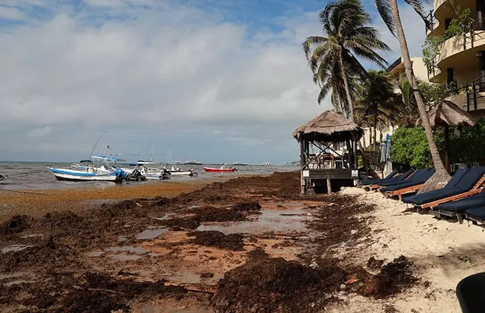 Semar combate el sargazo en playas de Quintana Roo