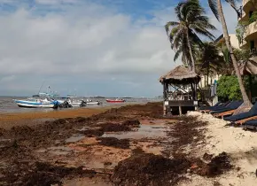 Semar combate el sargazo en playas de Quintana Roo