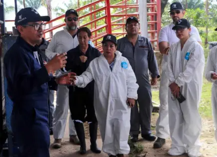Tragedia durante aplicación de la Técnica del Insecto Estéril: cae avioneta y mueren tres en Chiapas