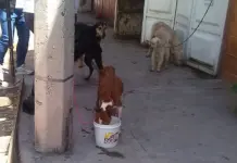Videos | Documentan caso de maltrato animal en Valle del Tecnológico