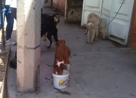 Videos | Documentan caso de maltrato animal en Valle del Tecnológico