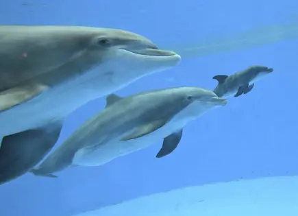 Emotivo nacimiento de delfín en zoológico de Chicago con ayuda de otra madre