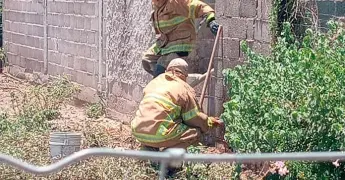 Enjambre de abejas matan a un equino