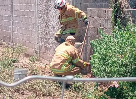 Enjambre de abejas matan a un equino