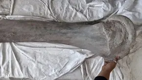 LILI, MAMUT DE SAN LUIS