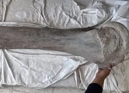 LILI, MAMUT DE SAN LUIS