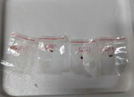EEUU arresta a científica china por no tener permiso para enviar material biológico