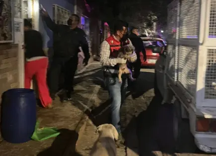 Rescatan a 27 perros maltratados en División del Norte