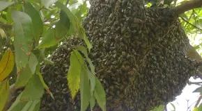 Abejas atacan a cinco personas