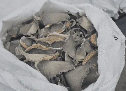 Aseguran más de dos toneladas de aleta de tiburón en Ensenada