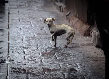 Investigan posible caso de maltrato y abuso animal en Valles