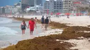 Invade el sargazo las playas en Quintana Roo