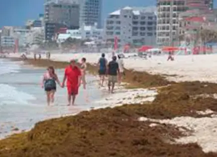 Invade el sargazo las playas en Quintana Roo