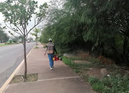 Combaten la proliferación de mosquitos