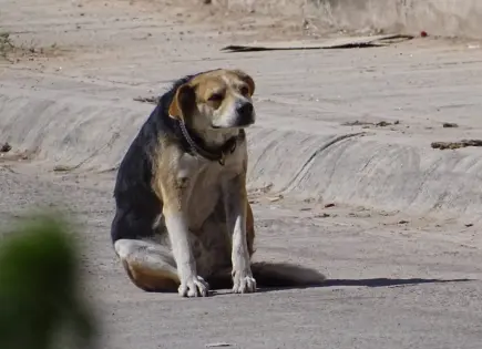 Suman 250 animales rescatados en la capital: Vázquez Pérez