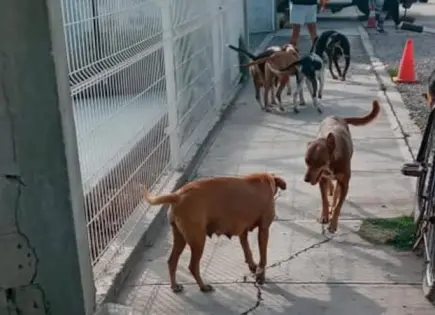 Exhortan a proteger a las mascotas