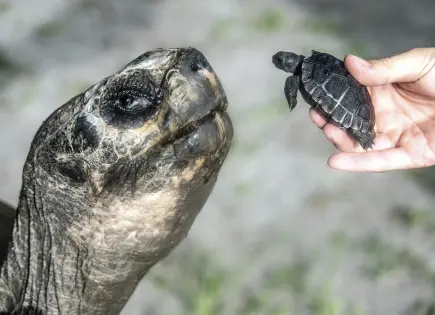 Goliath, la tortuga de Galápagos, celebra 135 años y su primer Día del Padre en el Zoo de Miami