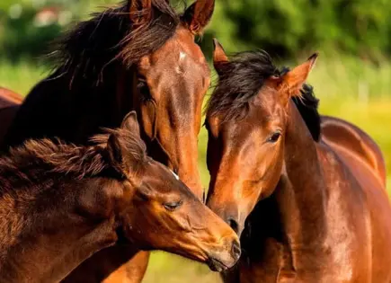LOS CABALLITOS PREHISTÓRICOS DE SAN LUIS