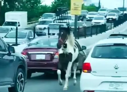 Video | Resguardan a caballo que deambulaba en Salvador Nava