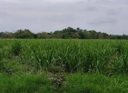 Lluvias benefician campos cañeros