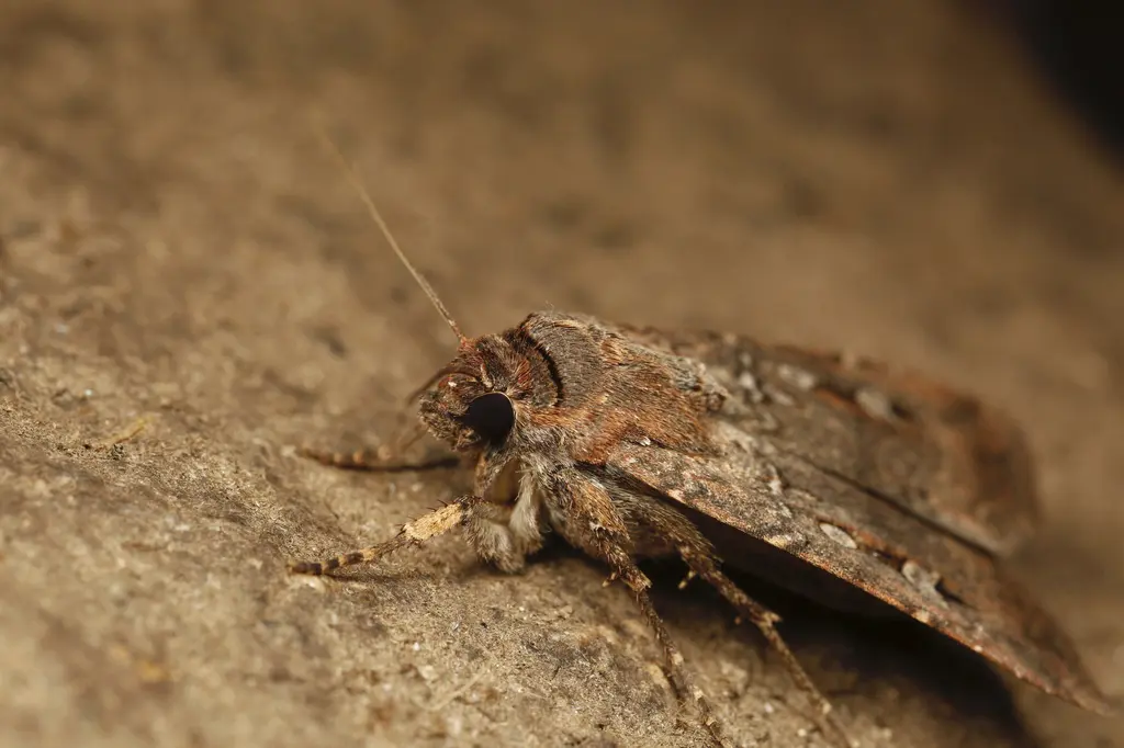 Polilla australiana sorprende al usar estrellas como brújula