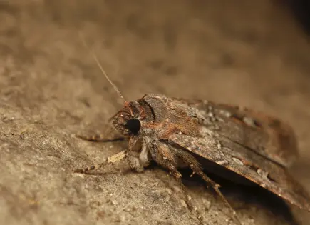 Polilla australiana sorprende al usar estrellas como brújula