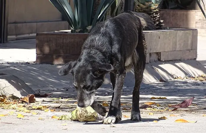 Denuncian posible caso de zoofilia en Prados II Secc.