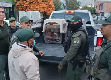 Suman 7 perros rescatados en Prados; hay una detenida