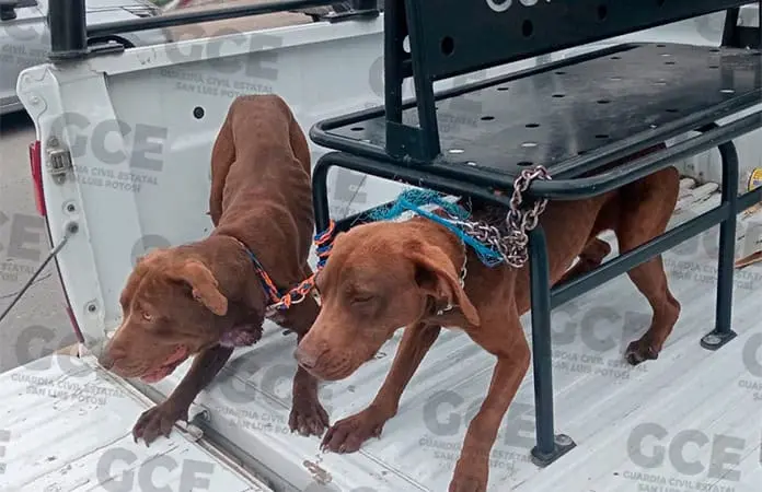 Rescatan 2 perritos maltratados en Prados