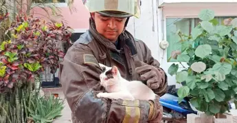 Rescatan a un gatito atrapado en las alturas
