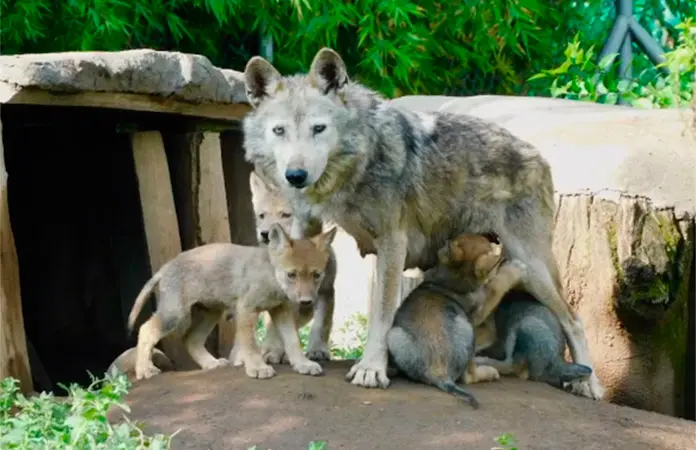 Nacen cuatro crías de lobo mexicano en San Juan de Aragón