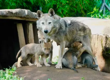 Nacen cuatro crías de lobo mexicano en San Juan de Aragón