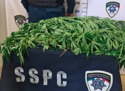 Florec&iacute;a cannabis en espacio p&uacute;blico de El Sauz; fue retirado