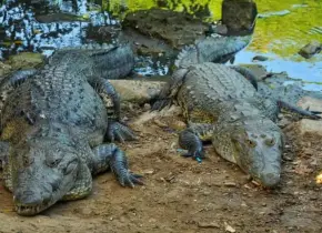 Profepa reubica a 99 cocodrilos afectados por lluvias en cuatro estados