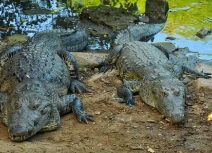 Lluvias sacan a cocodrilos a las calles en Ciudad Madero