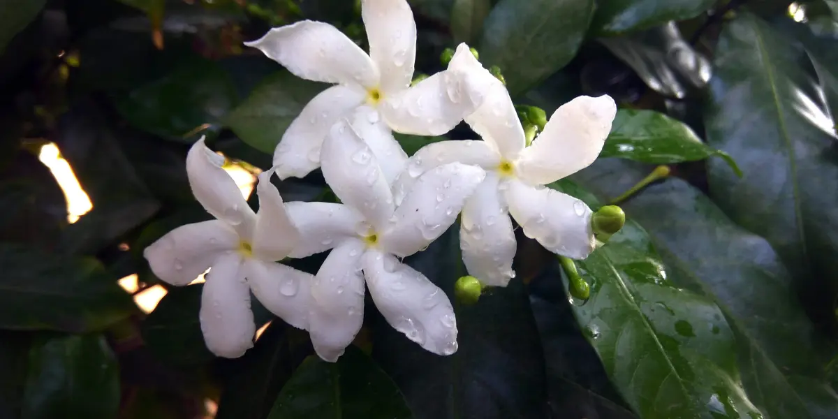 La flor de azahar: un tesoro de propiedades y beneficios