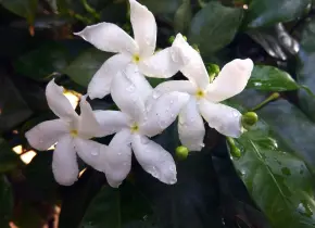 La flor de azahar: un tesoro de propiedades y beneficios