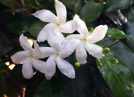 La flor de azahar: un tesoro de propiedades y beneficios
