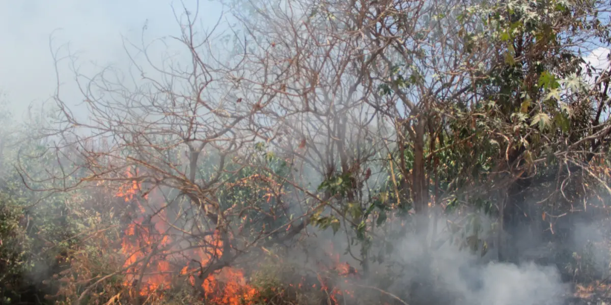 Aumentan 64% los incendios forestales en el estado