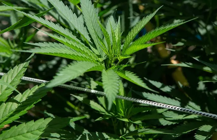 Aseguran plantíos de marihuana y campamentos en Chihuahua