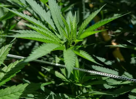 Aseguran plantíos de marihuana y campamentos en Chihuahua